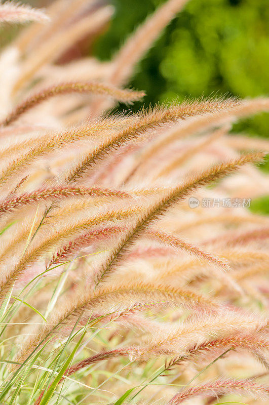 喷泉草(Pennisetum setaceum)秋天-十五